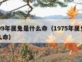 1999年属兔是什么命（1975年属兔是什么命）